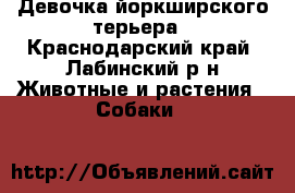 Девочка йоркширского терьера - Краснодарский край, Лабинский р-н Животные и растения » Собаки   